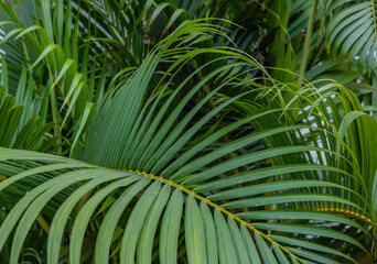 Green leaf background of Dypsis lutescens palm decoration when spring season. The photo is suitable to use for botanical content media and nature photo background.