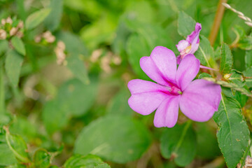 Close up photo of violet flower and yellow flower growing and blossom on spring garden. The photo is suitable to use for nature background, poster and advertising.