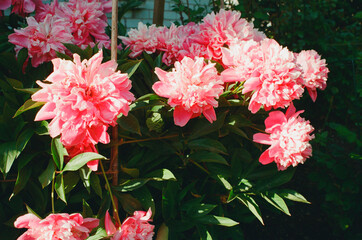 Peony flowers