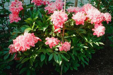 Fototapeta premium Peony flowers