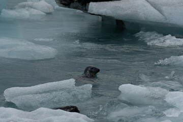 Sea Lion in the middle of icebergs in Iceland