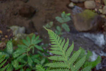 Textured and surface of Eagle fern green leaf on the camping ground. The photo is suitable to use botanical content media, environmental poster and nature background.