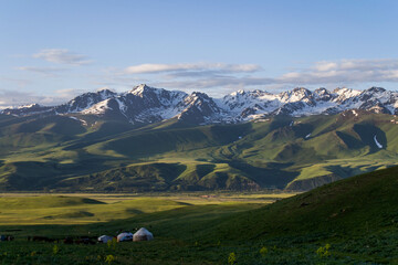 cows in the mountains
