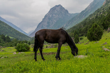 horse in the mountains