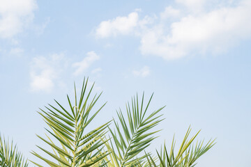 Kurma tree and leaf Phoenix dactylifera Date palms with blue sky background. The photo is suitable to use for botanical content media and nature photo background.