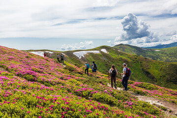 A walk among blooming rhododendron in the Carpathians.