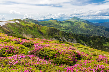 Flowering of the Carpathian rhododendron in the Carpathians.