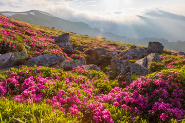 Flowering of the Carpathian rhododendron in the Carpathians in the evening light