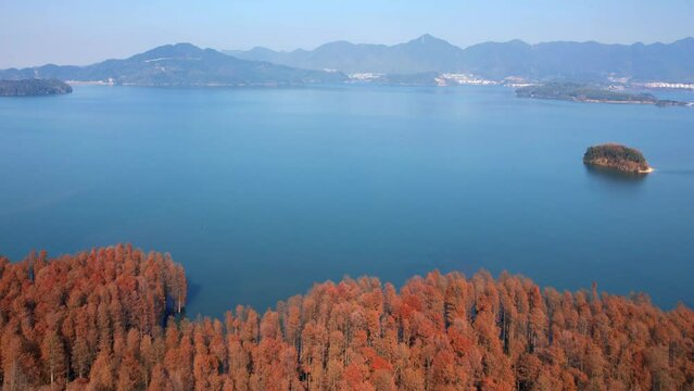 The Metasequoia Scenery by Siming Lake in Yuyao City, Zhejiang Province, China
