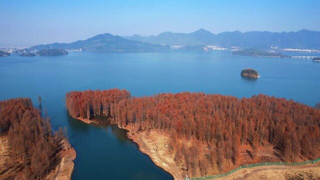 The Metasequoia Scenery by Siming Lake in Yuyao City, Zhejiang Province, China