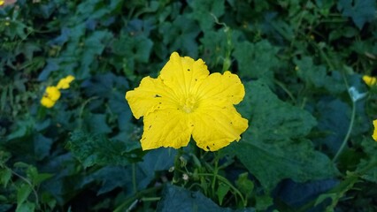 yellow flower in the garden