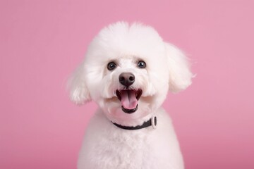 Happy Bichon Frise dog on pink background