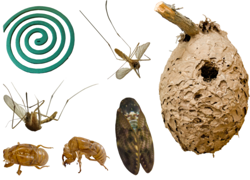 切り抜き透過素材セットー虫（蚊、蝉、スズメバチの巣）