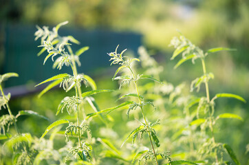 beautiful green nettle plant in sunlight outdoors