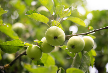 delicious and juicy green apples on the tree in the garden
