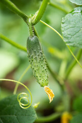 fresh green cucumbers grow in a greenhouse