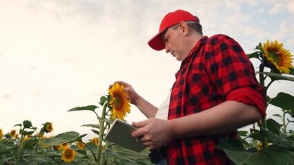 Farmer working in field with sunflowers using computer tablet. Farmer inspects sunflower in field. Modern farmer grows sunflower crops on plantations. Digital technologies in agriculture. Agronomist