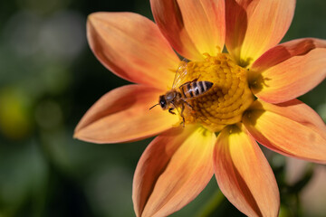 close-up of a bee pollinating a flower and making honey.