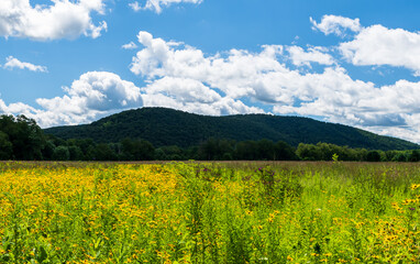 A field of grass and wildflowers with wooded hillsides in the background in Irvine, Pennsylvania, USA on a sunny summer day