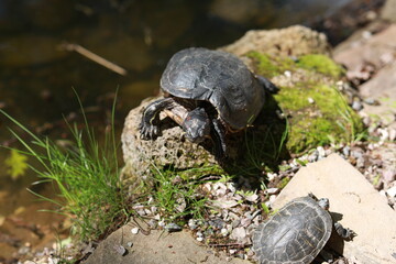 Large group of african safari animals. Wildlife conservation concept