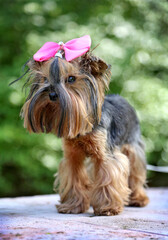Yorkshire Terrier in nature with a pink bow.