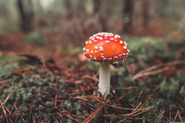 a beautiful red spotted amanita mushroom grows in the autumn forest.