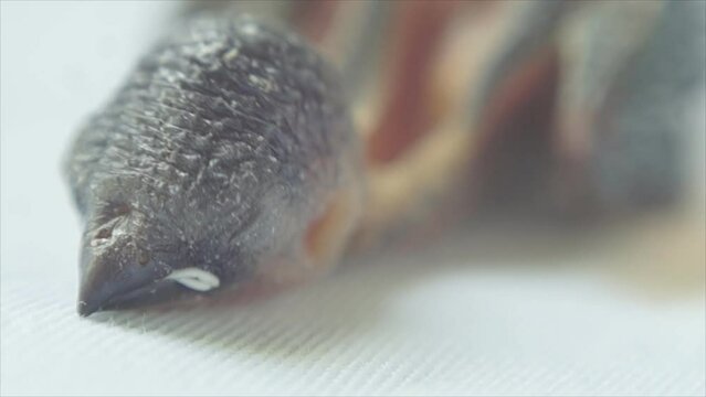 Dehydrated and dry Head and beak of sleeping Newly fledged bird resting on white cloth