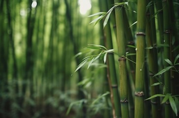 Fototapeta na wymiar bamboo forest with green leaves and blurred background, shallow depth of field