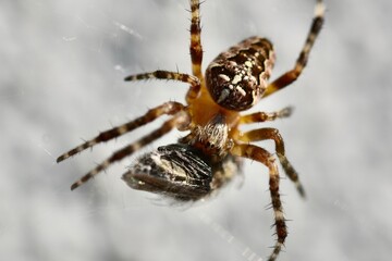 spider on a web