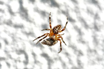 spider on the web