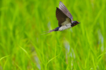 親ツバメと幼鳥が初夏の水田を飛び回る燕の飛翔シーン