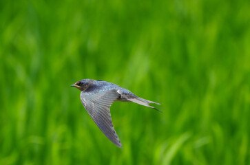 親ツバメと幼鳥が初夏の水田を飛び回る燕の飛翔シーン