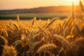 Obraz premium Wheat field. Ears of golden wheat close up. Beautiful Nature Sunset Landscape. Rural Scenery under Shining Sunlight. 