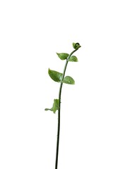 Nephrolepis boston. Young fern shoot