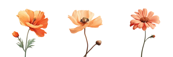Fotobehang transparent background with a solitary orange flower © TheWaterMeloonProjec