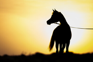 silhouette of horse