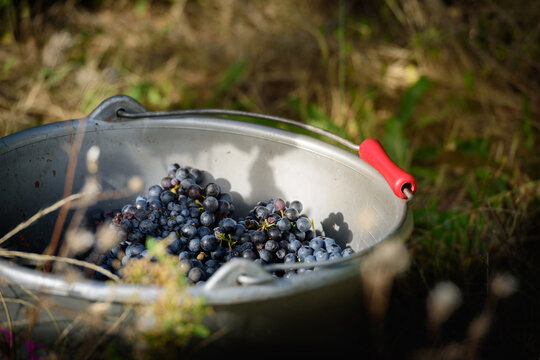 Seau de raisin durant les vendanges.