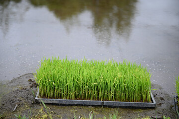 田植え前に田んぼに置かれた稲の苗