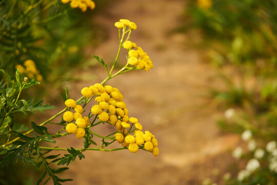 Wrotycz, Tanacetum L.