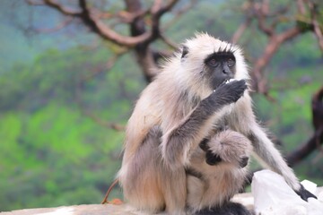 A Langur with her baby.