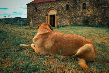A dog in the yard of an old fortified Christian church