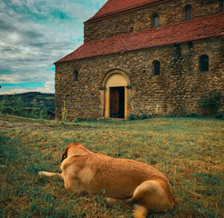 A dog in the yard of an old fortified Christian church