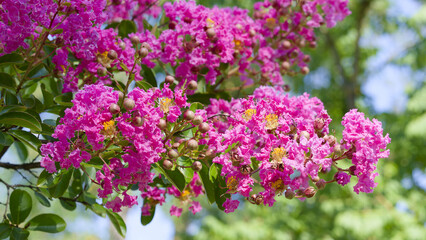 Obraz premium Lagerstroemia indica | Crape myrtle, beautiful tree with fluted stems bearing panicles of flowers composed of pink fuchsia crimped petals, small dark green leaves and many capsuled fruits 