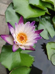 violet water lily
