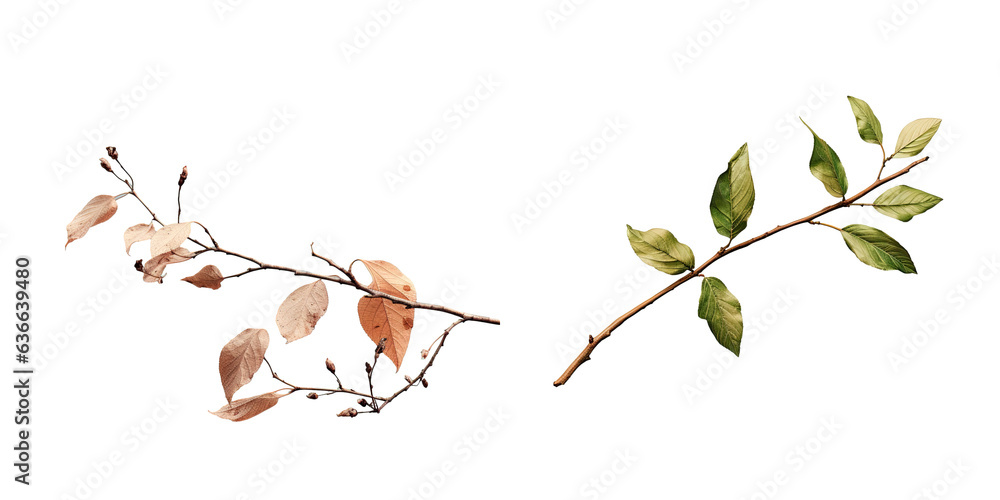 Poster leaf and twig attached to the tree