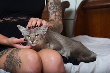 Schmusender Orientalisch Langhaar Kater 