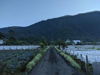 Fototapeta na wymiar Garden and early morning hill view in Baturiti, Tabanan Bali.