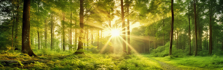 Sun shinning through the thick forest in summer. - obrazy, fototapety, plakaty