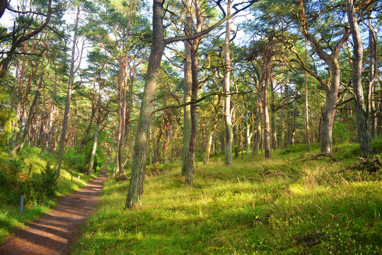 Coastal Path at the Island Usedom in Germany with Pine trees