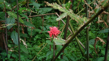 Kecombrang is a herbaceous plant with edible flowers, buds, stems, and rhizomes.